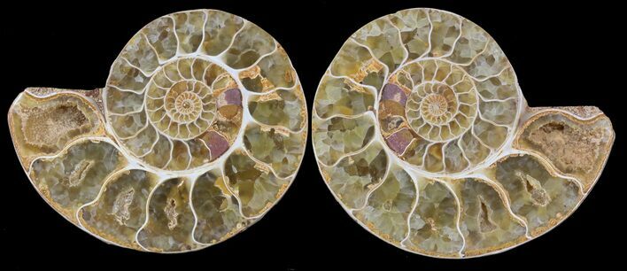 Cut & Polished, Agatized Ammonite Fossil - Jurassic #53790